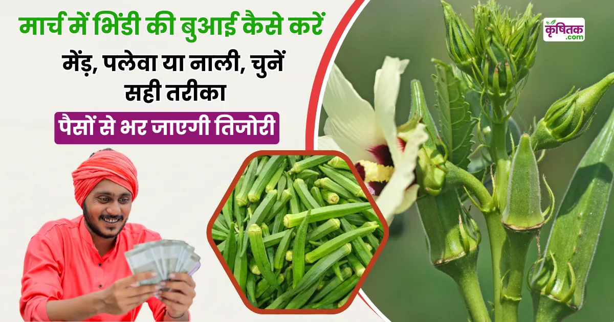 Okra Farming Tips