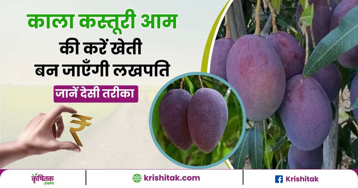 Kala Kasturi Mango Ki Kheti