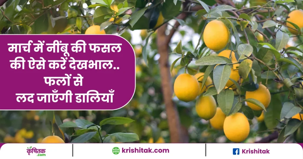 Care for a Lemon Tree in March