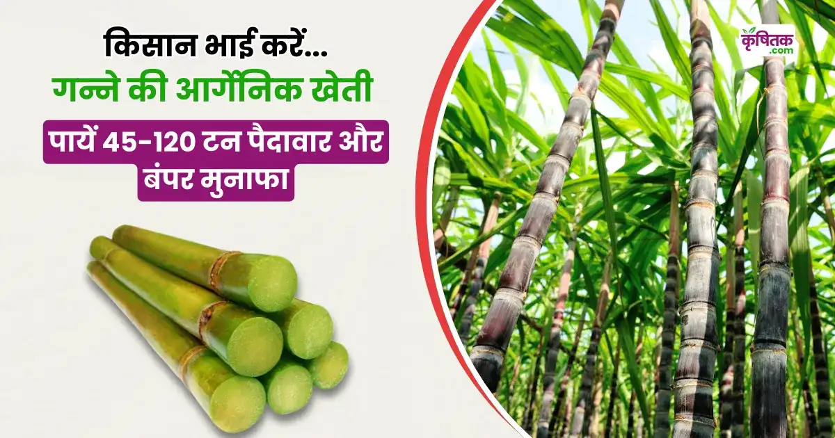 गन्ने की आर्गेनिक खेती