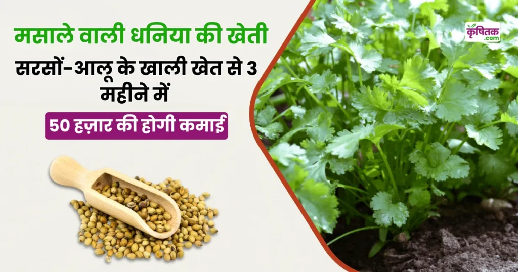 Masale wali Dhaniya Ki Kheti