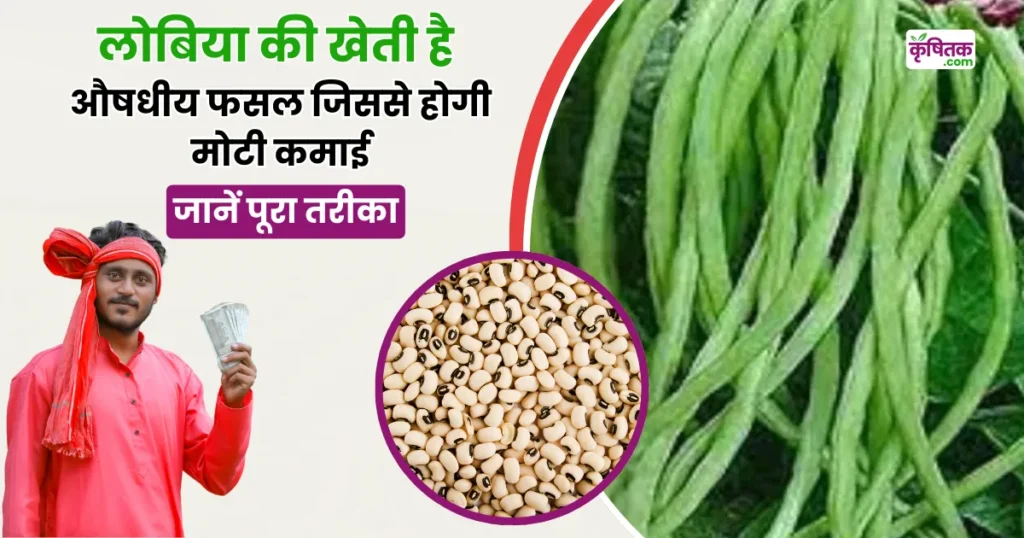 Lobiya Ki Kheti