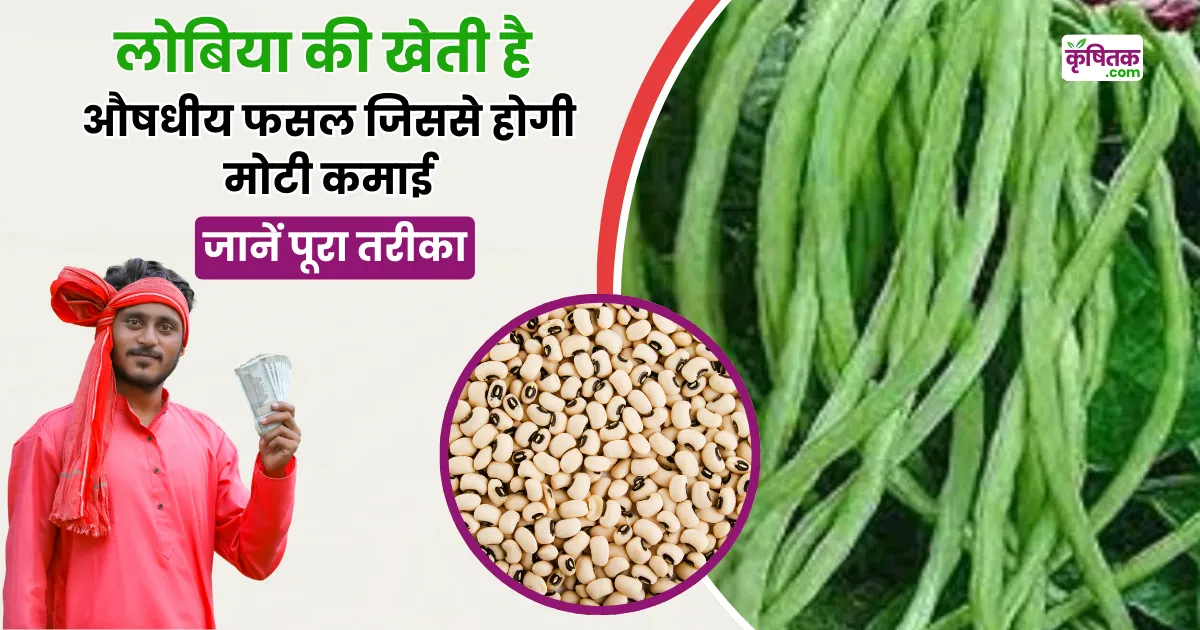 Lobiya Ki Kheti