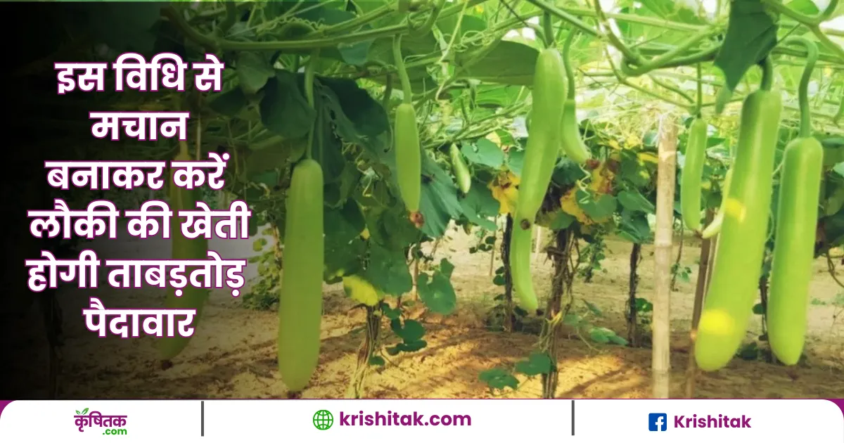 Bottle Gourd Trellis Ideas