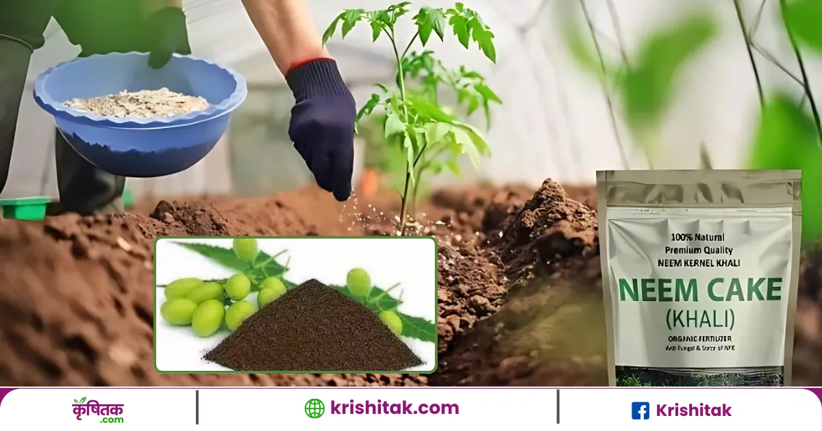 Neem Ki Khali Ghar Par Kaise banayen