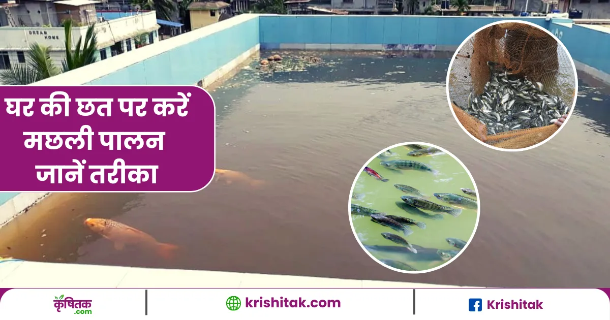 Fish Farming on Rooftop Ideas
