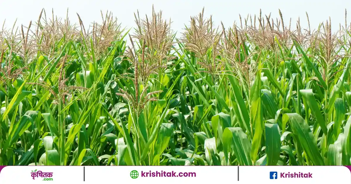 Makka Ki Kheti Tips