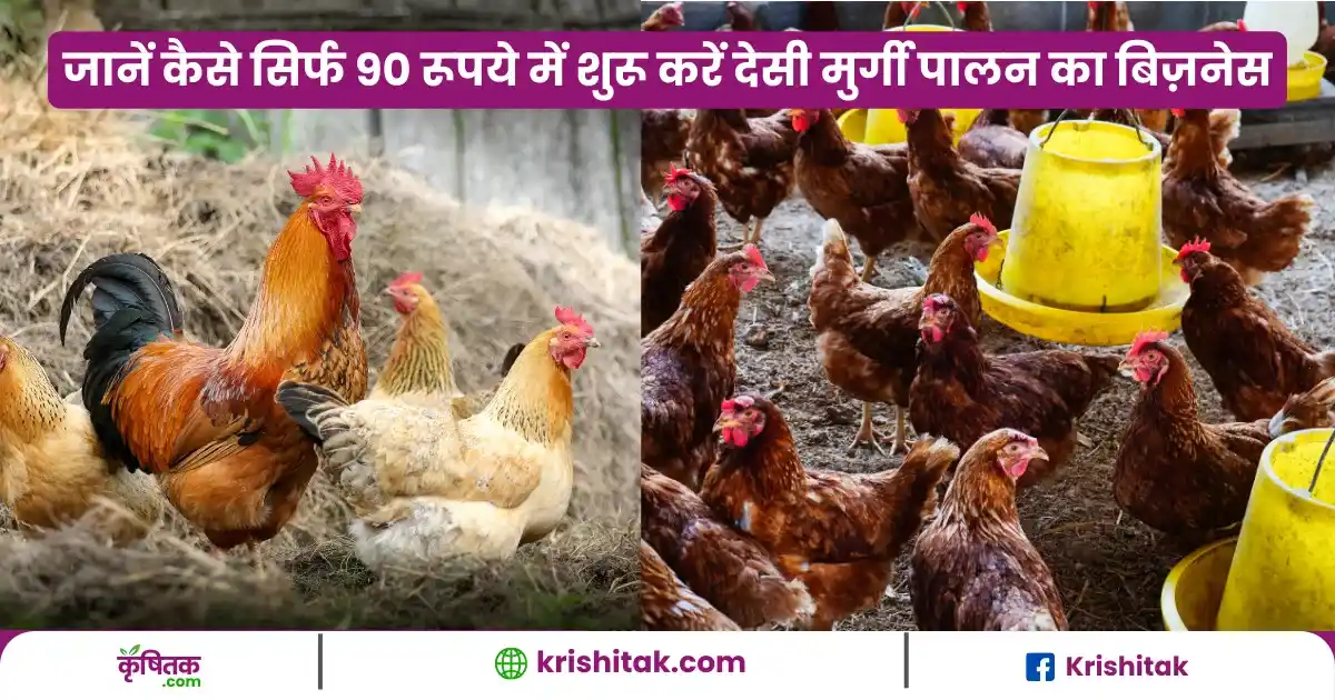 Desi Poultry Farming Business