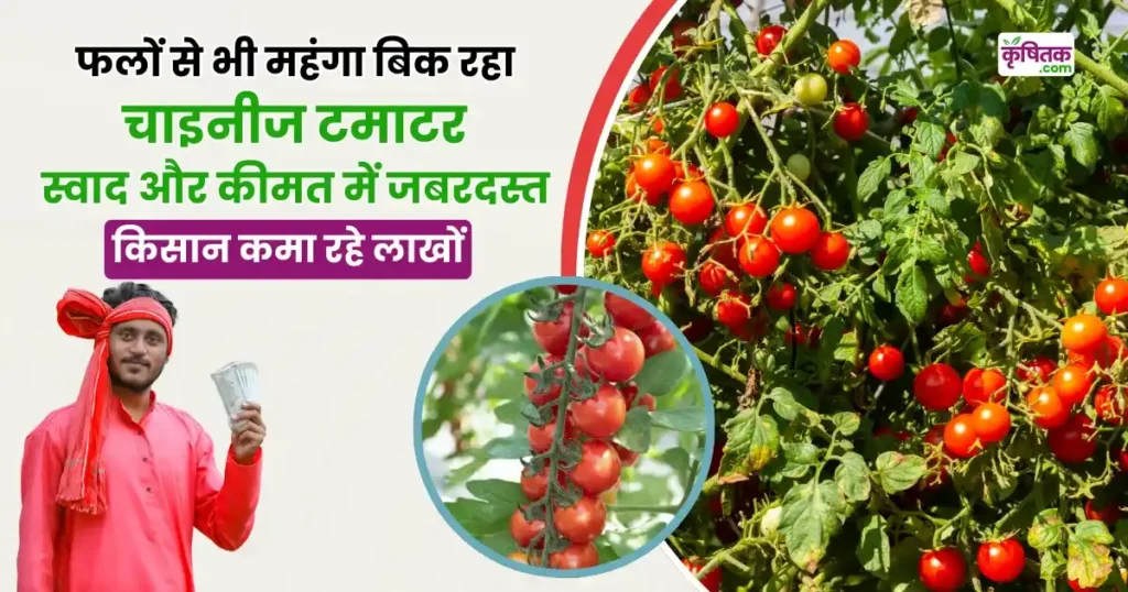 Cherry Tamatar Ki Kheti