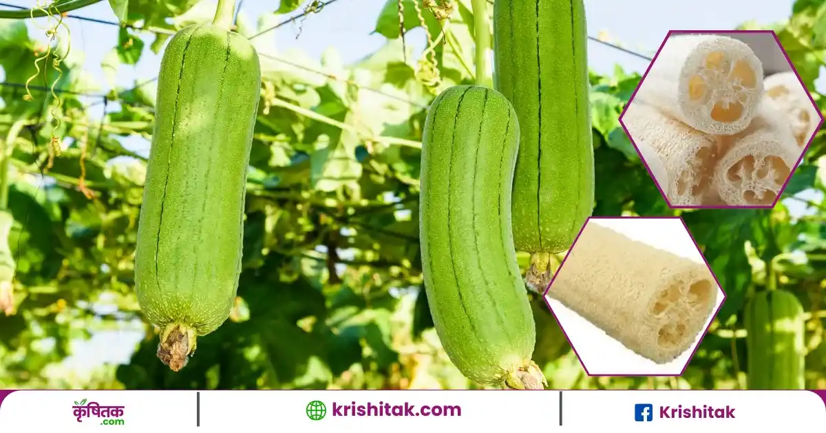 Sponge Gourd Cultivation