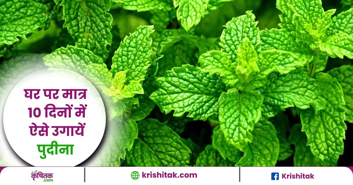 Mint Cultivation In Home Gardening
