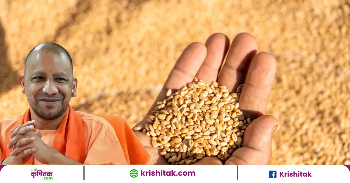 Wheat Procurement