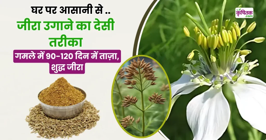 Cumin Cultivation in Kitchen Garden