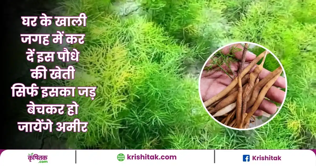 Shatavar Cultivation In Hindi