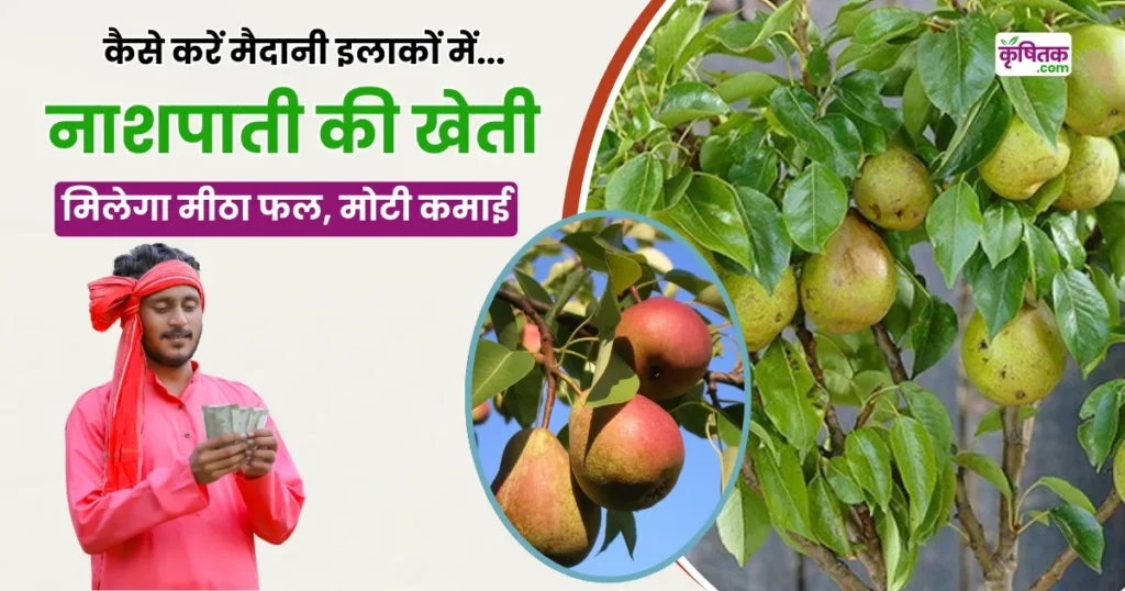 Pear Cultivation In Hindi