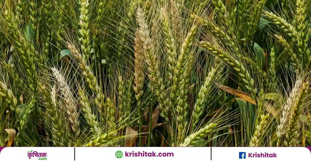 Wheat Crop Tips