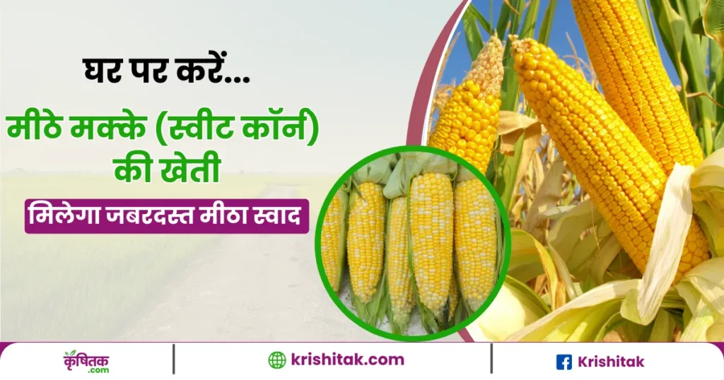 Sweet Corn Farming