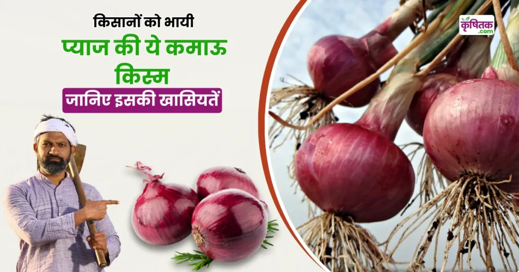 Onion Pusa Shridhhi Variety