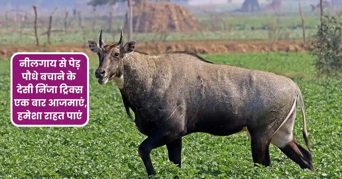 Ninja Technique To Save Plants From Nilgai