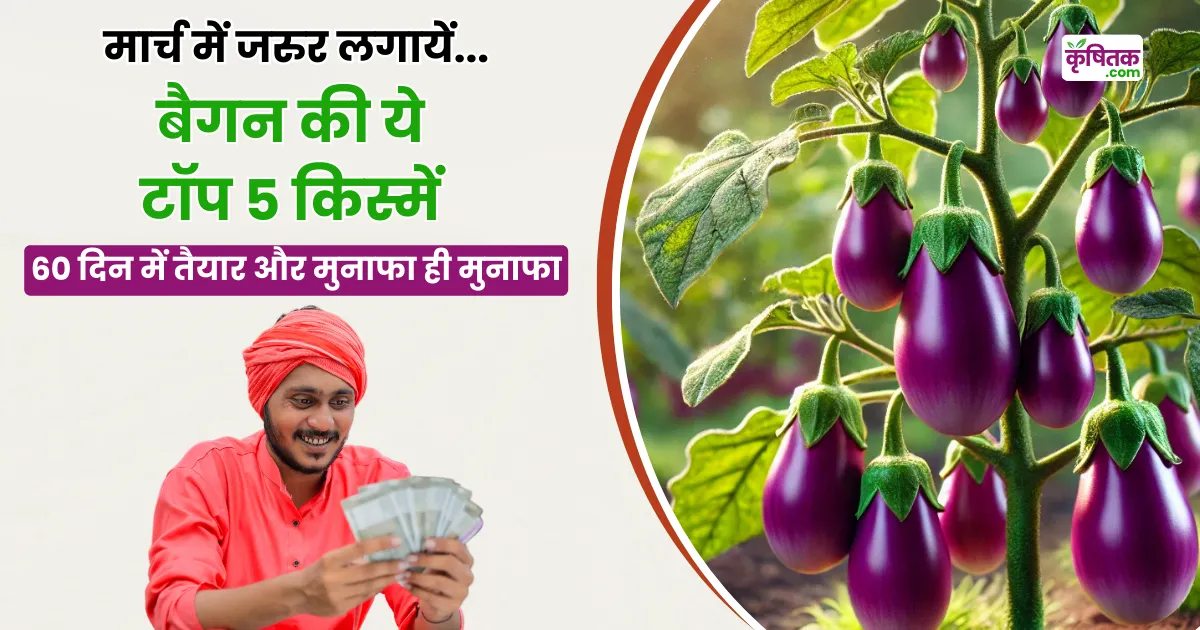 Farming Brinjal Top 5 varieties in March