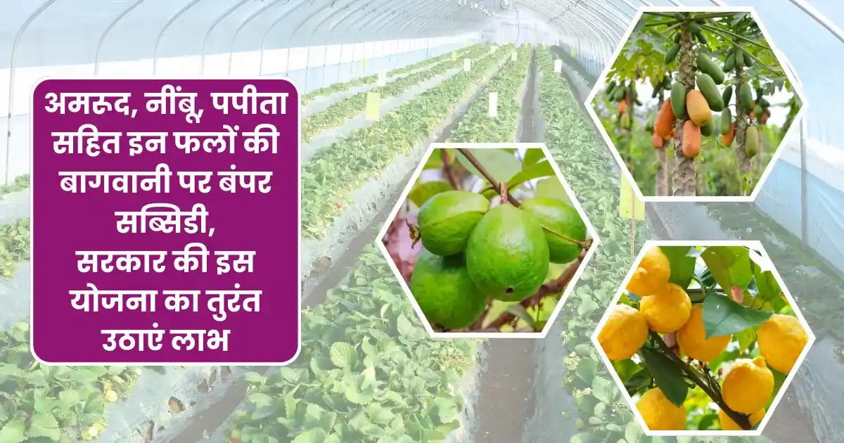 bihar government giving subsidy these fruits farming