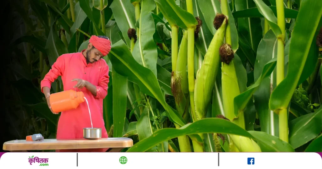 African Tall Maize Variety