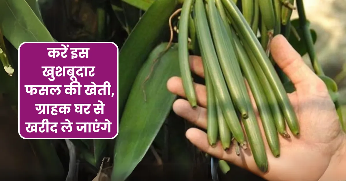 Vanilla Cultivation in Hindi