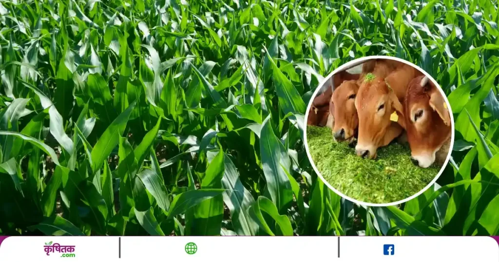 Fodder maize Farming