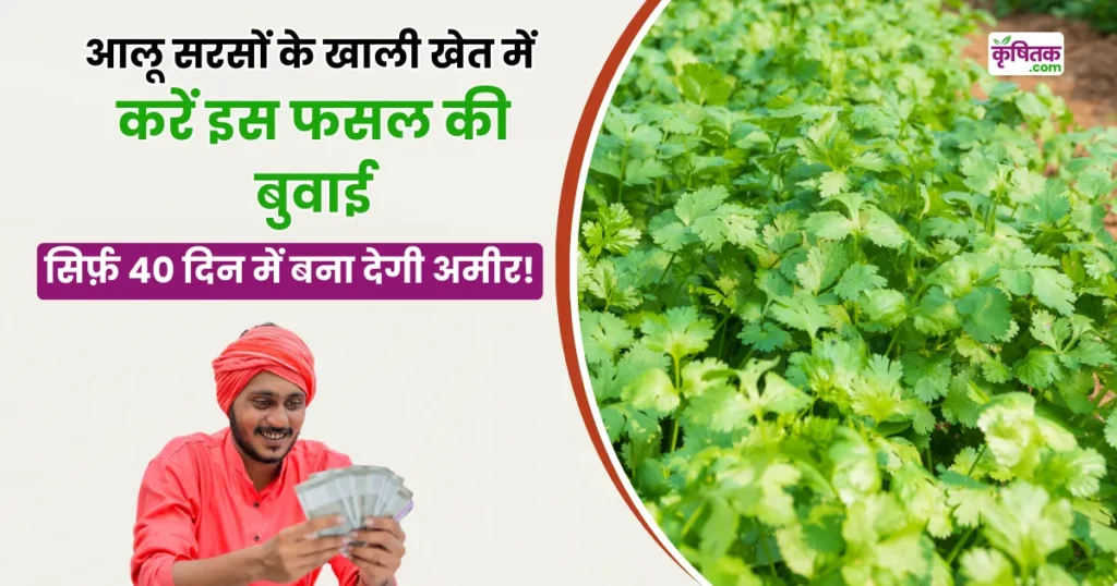 Coriander Farming Tips in Summer