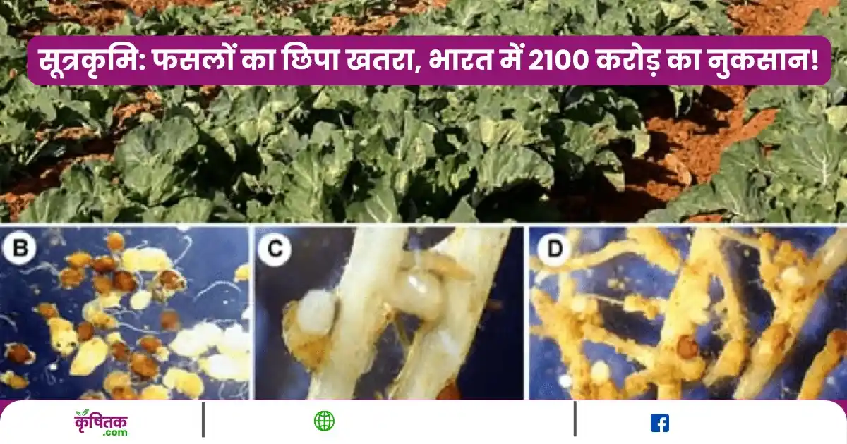 Nematode Infestation In Crops