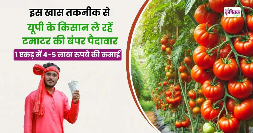 Tomato Farming Tips