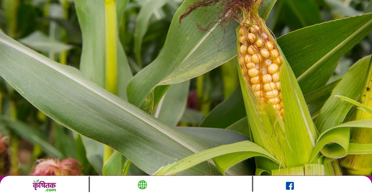 Ethanol Production