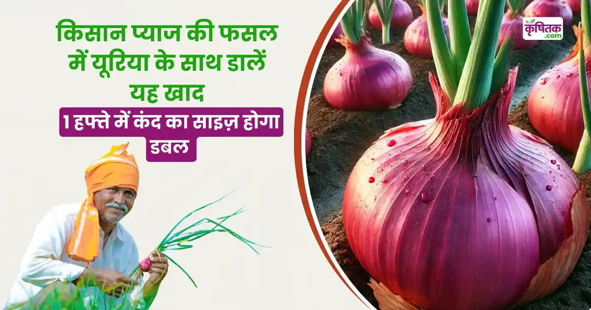 Pyaj Ka Kand Kaise Badhayen