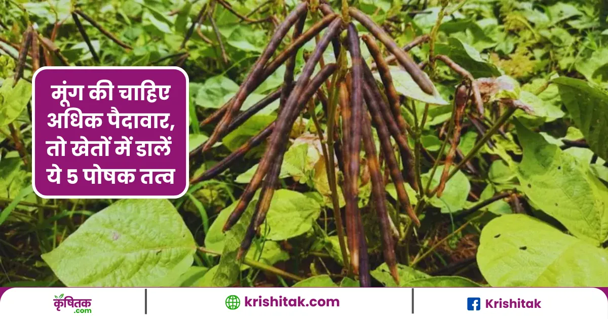 Moong Cultivation Tips