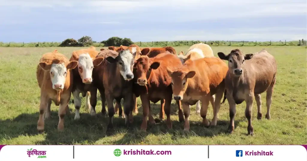 मवेशियों के दस्त का रामबाण इलाज, बिना दवा के चुटकियों में होगा ठीक