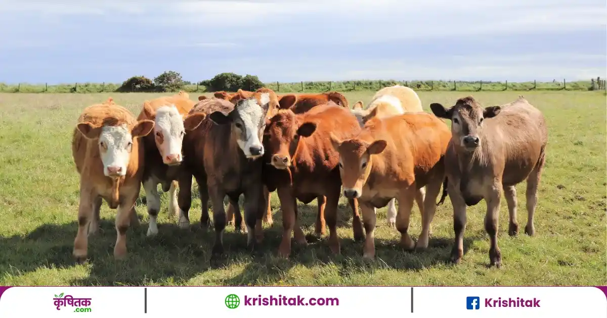 मवेशियों के दस्त का रामबाण इलाज, बिना दवा के चुटकियों में होगा ठीक