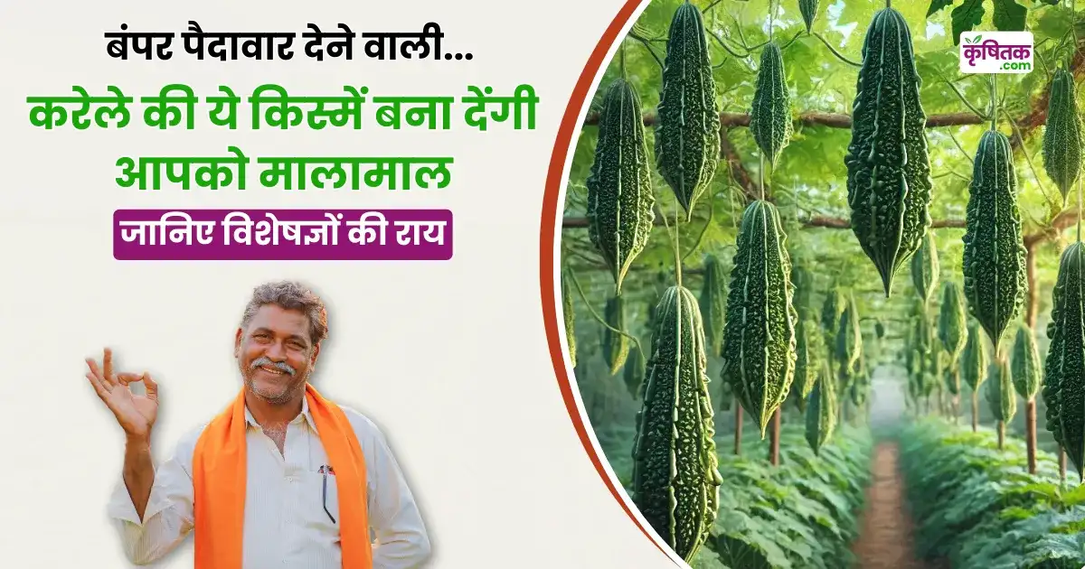 Top Varieties of Bitter Gourd Cultivation
