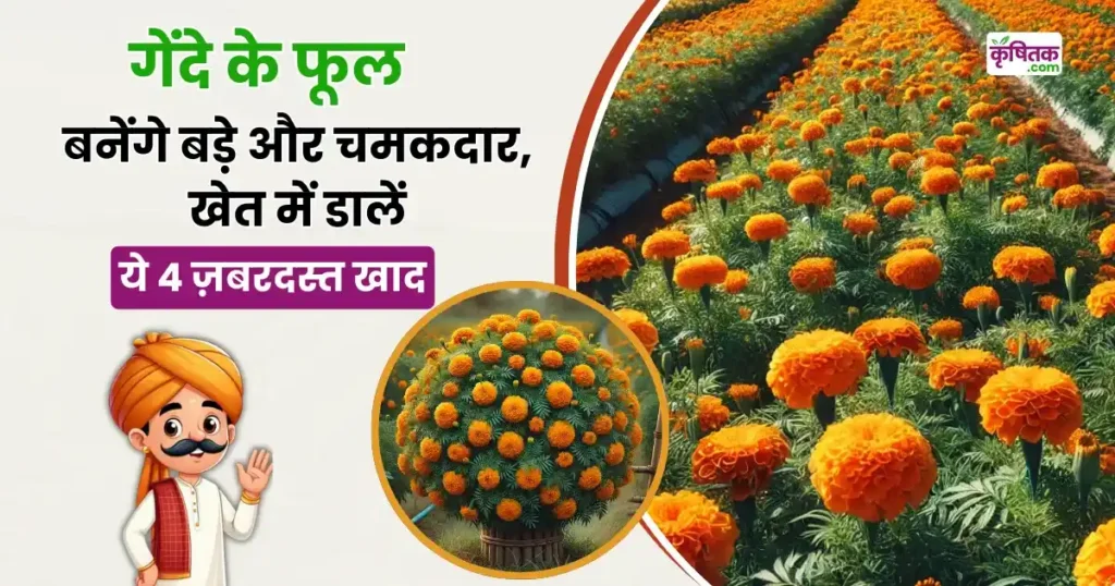 Marigold Farming Tips