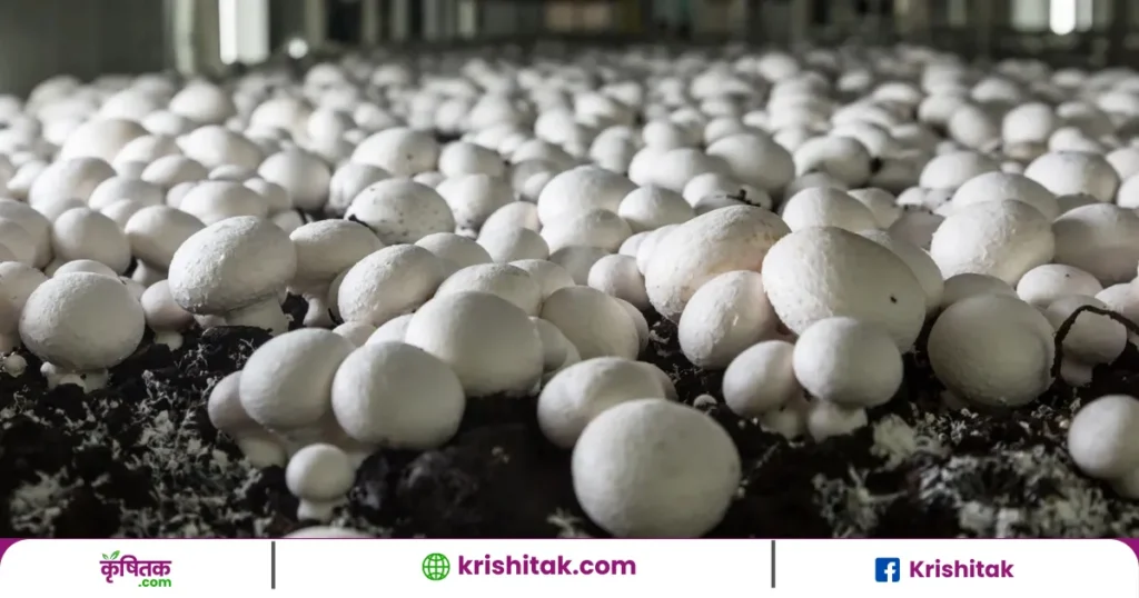 Mushroom Ki Kheti Kaise Karein