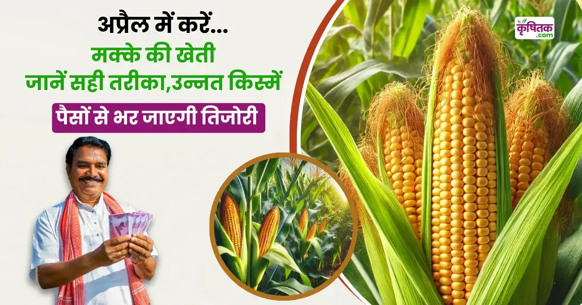 April Mein Makke Ki Kheti