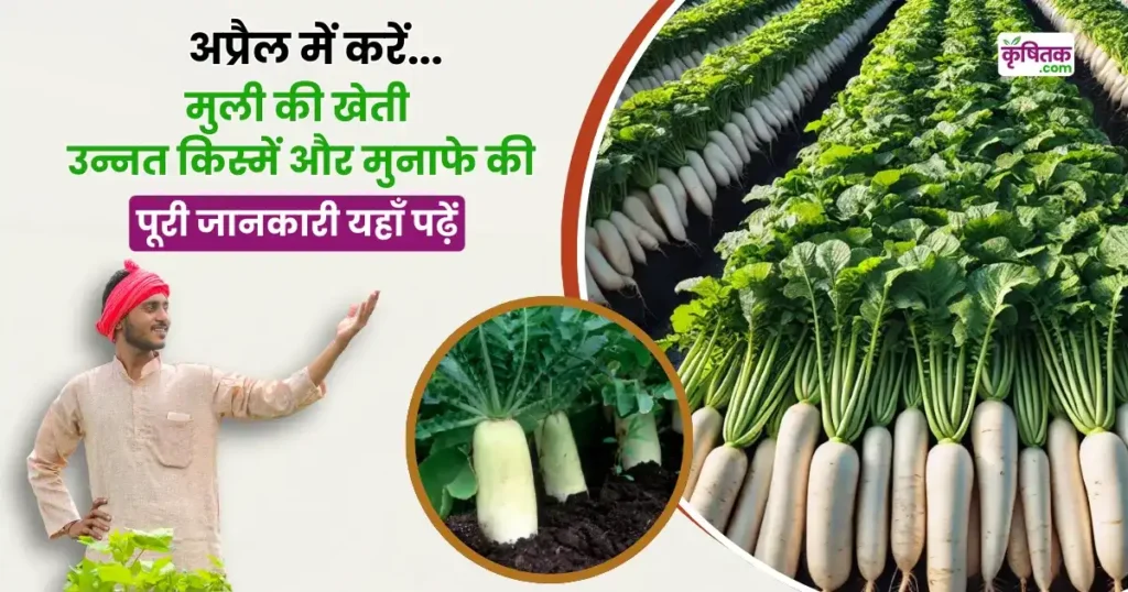 April Mein Muli Ki Kheti