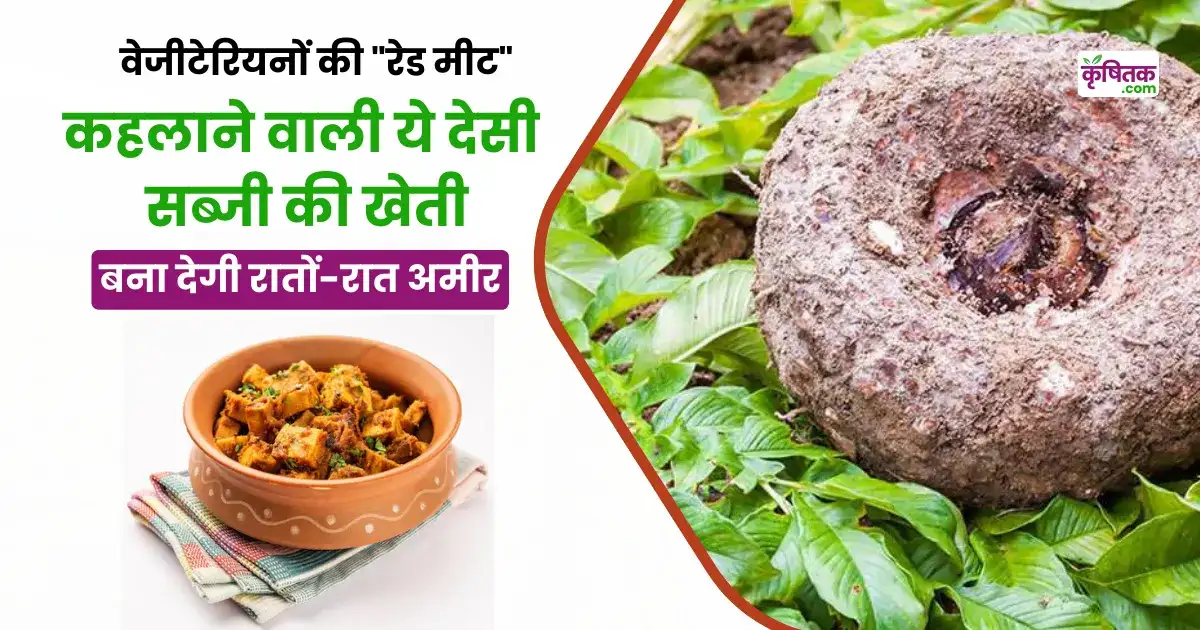 Jimikand Ki Kheti
