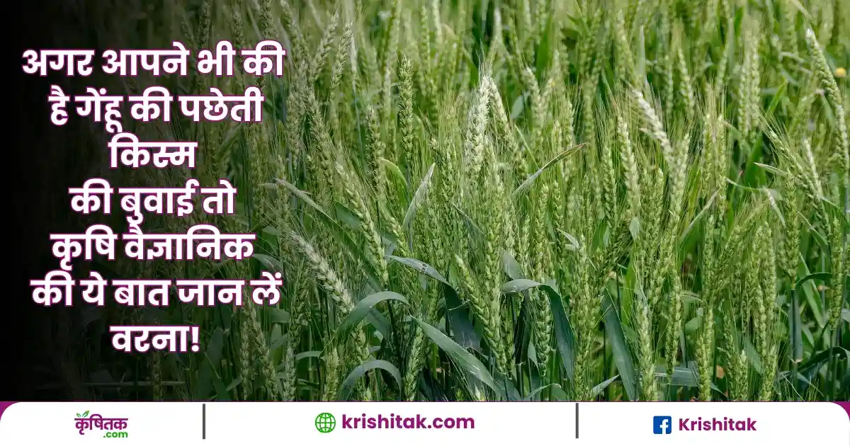 Wheat Crop Tips