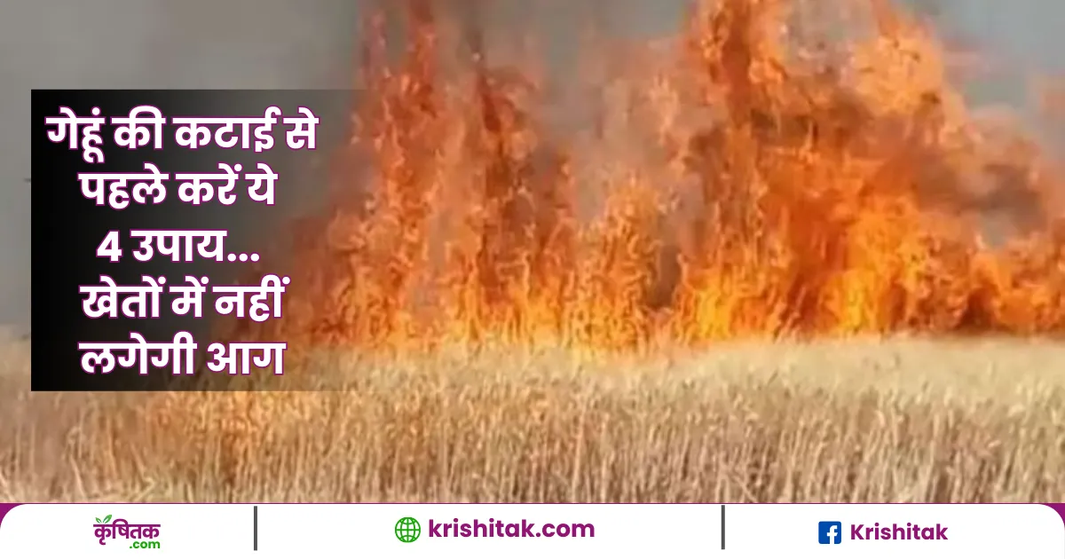 Genhu Ke Khet Ko Aag se Bachane Ke Upay