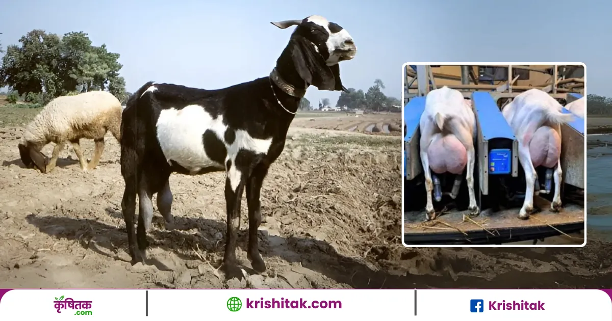 Beetel Goat Palan