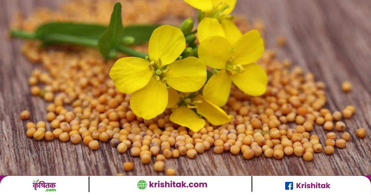 govt aim for higher mustard purchase this season