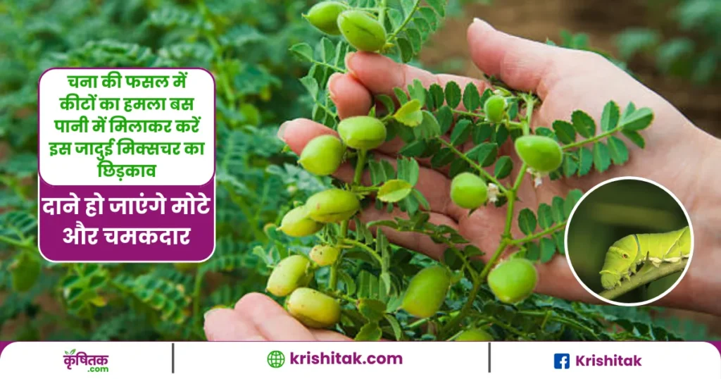 Gram Crop Pest Management Tips
