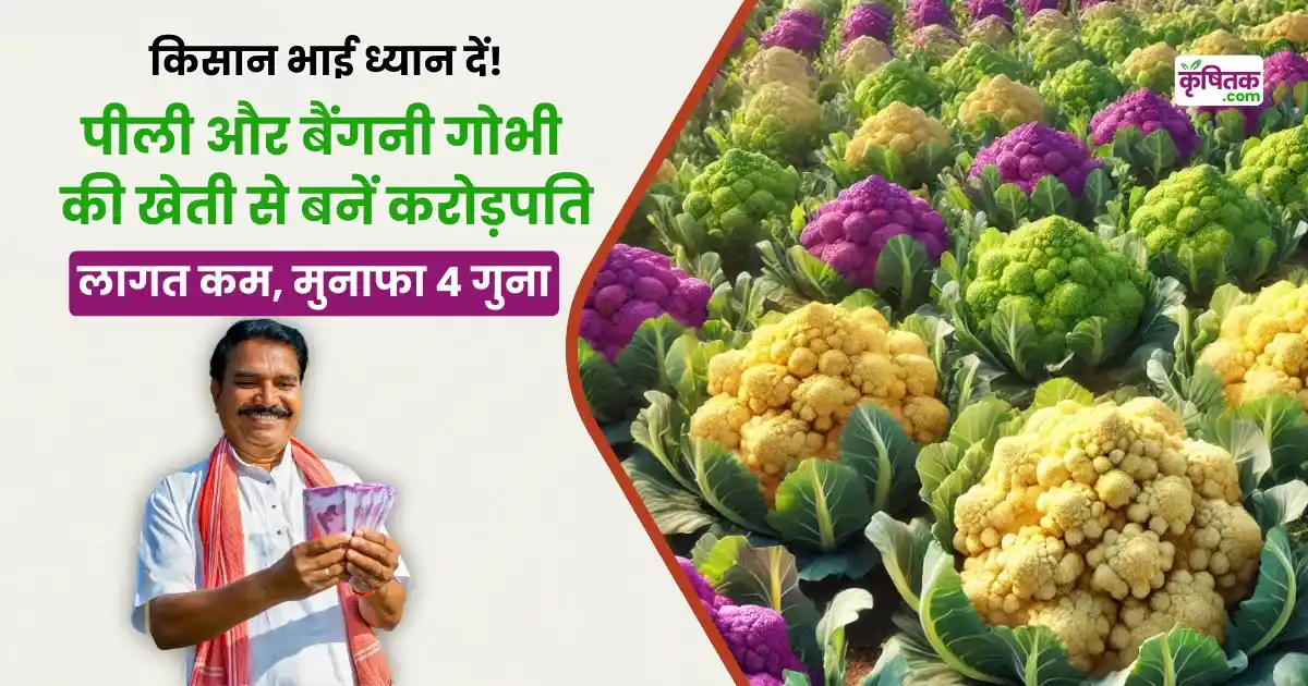 Colorful cabbage cultivation