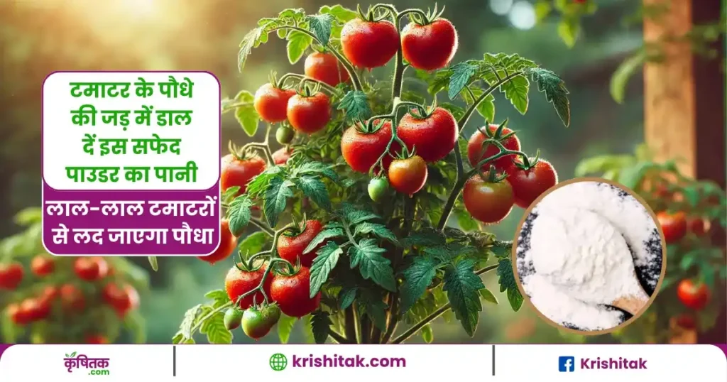 Kitchen Garden Tips