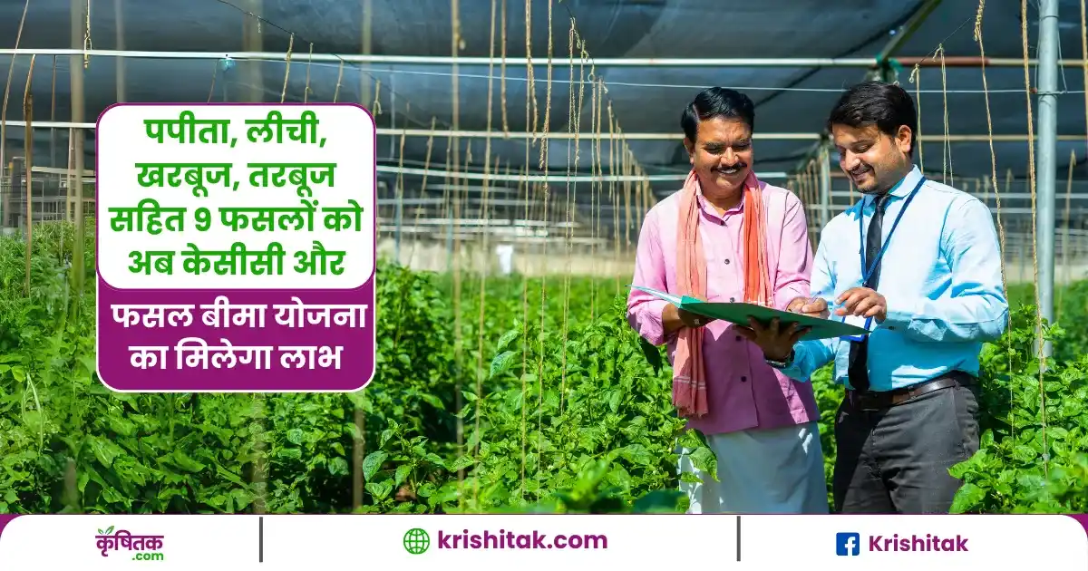 up now 9 crops including litchi papaya watermelon muskmelon will get the benefit of kcc and crop insurance